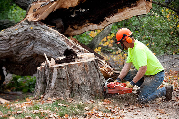  , USA Tree Care Services Pros